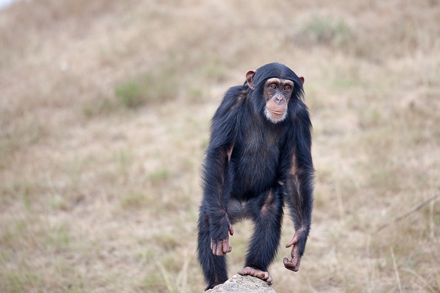 šimpanz na dvou nohách